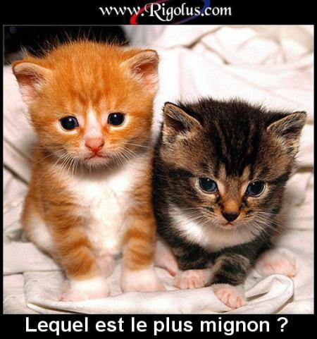d apres vous quel es le plus beau???